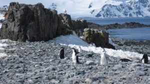 Penguins in Antarctic landscape