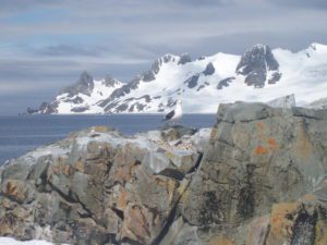 Seagull sitting on Antarctic landscape