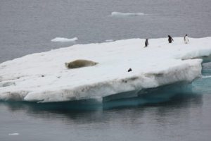 Penguins and seal on iceberg