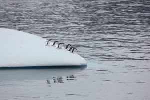 Penguins on iceberg