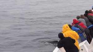 Passengers leaning over side of boat to see whale