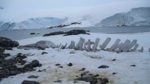 Whale bones on snowy shore