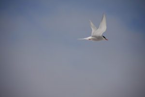 Antarctic tern flying
