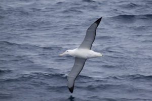 Wandering albatross flying