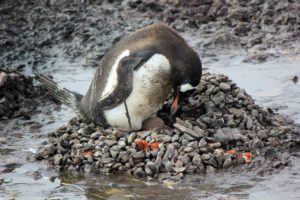Penguin on nest