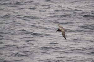 Bird flying over ocean