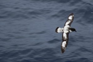 Bird flying over ocean