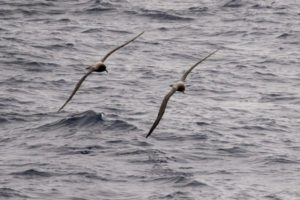 Two birds flying over ocean