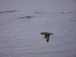 Bird flying over ocean