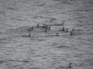Birds swimming in ocean