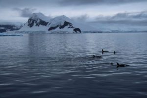 Orcas swimming in Southern Ocean