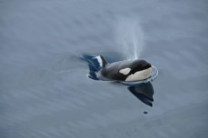 Orca blowing out of its blow hole