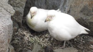 Two white birds