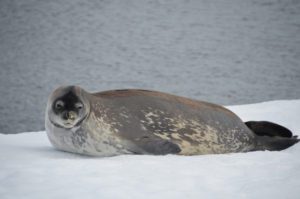 Seal laying on snow