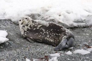 Seal laying on rocks