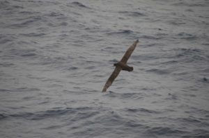Bird flying over ocean