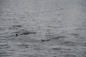 Whales swimming
