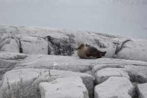 Bird sitting on rocks
