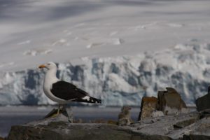 Seagull standing on rocks