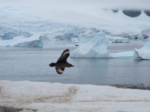Bird flying through Antarctic landscape