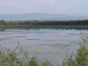 Water lilies in Yukon lake