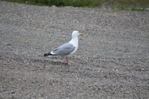 Seagull