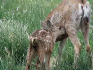 Fawn with mother