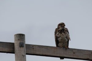 Falcon sitting on fence