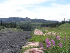Boreal forest coming to an end in Yukon