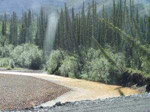 Slouched trees in Yukon forest due to permafrost melting