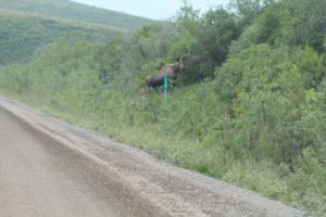 Female moose standing on side of road