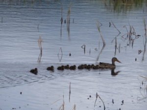 Mother duck with ducklings swimming in water
