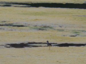 Bird standing in marsh