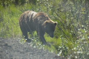 Brown bear
