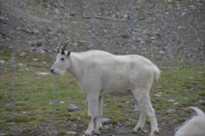 Mountain goat