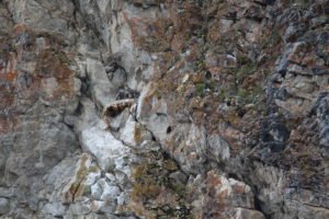 Bird's nest on cliff side