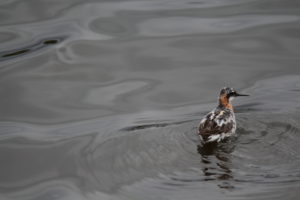 Duck swimming in water