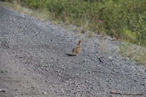Bird standing on gravel road