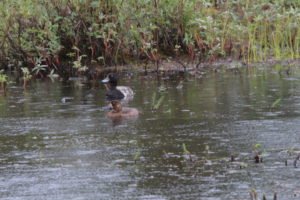Ducks swimming in water