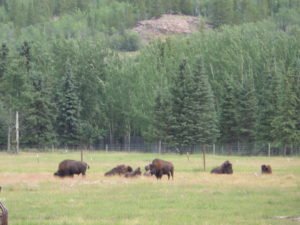 Bison in Yukon wildlife preserve