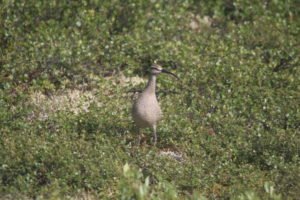Bird standing in greenery