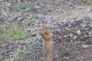 Gopher eating fruit