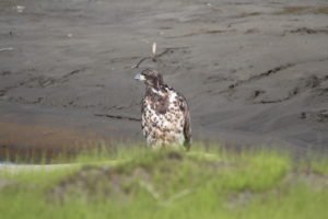 Hawk standing on shore