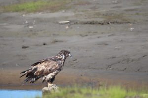 Hawk standing on rock in water