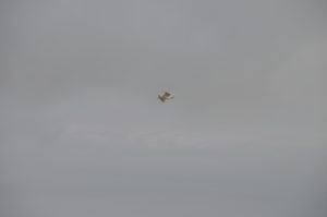 Seagull flying through sky