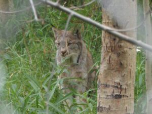 Lynx in wilderness