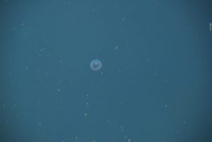 Jellyfish in water