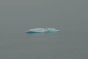 Bird on small iceberg in ocean