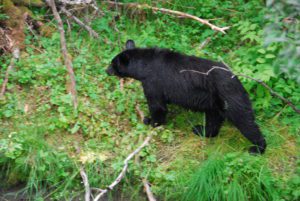 Black bear in forest
