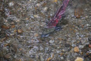 Salmon in Alaskan water